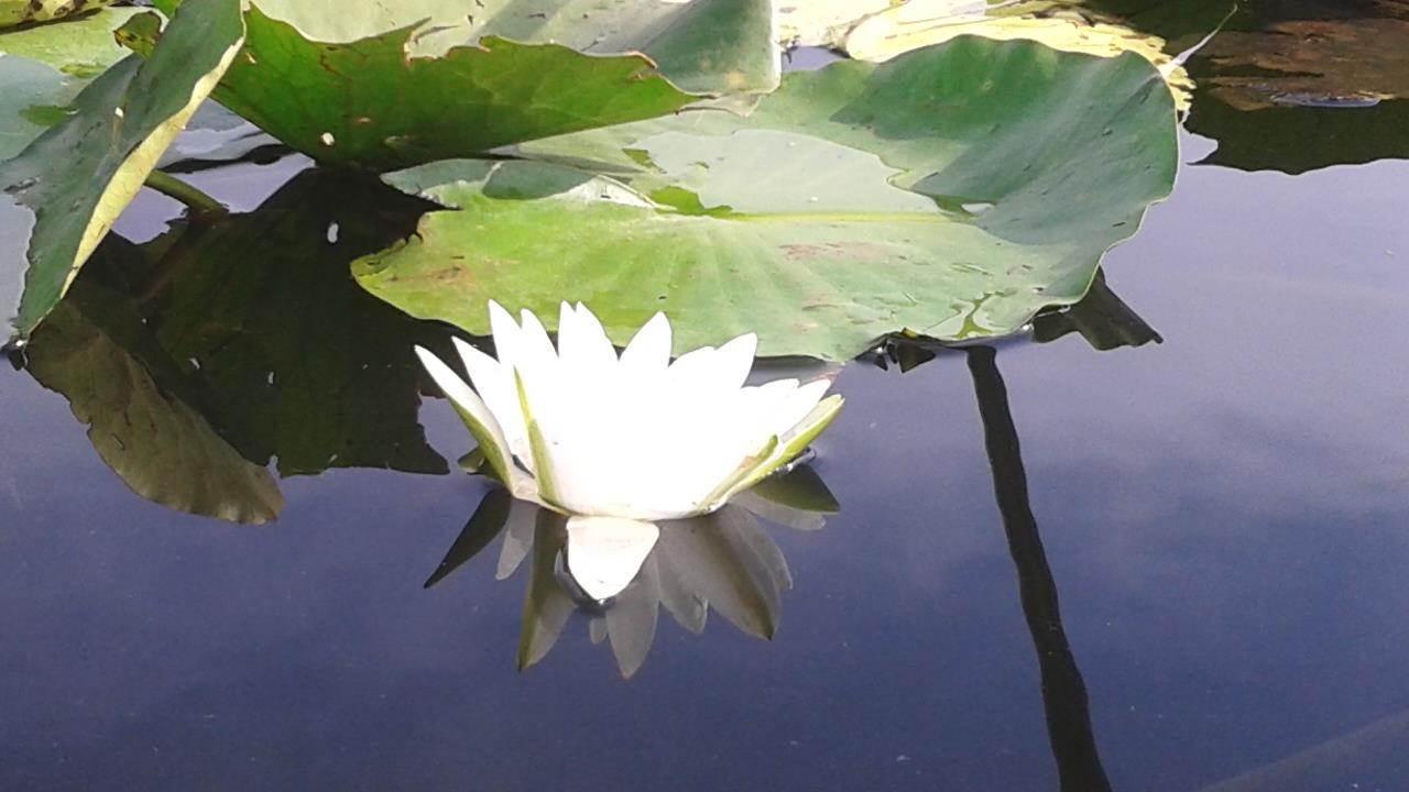 somova  - 201509201014101.jpg